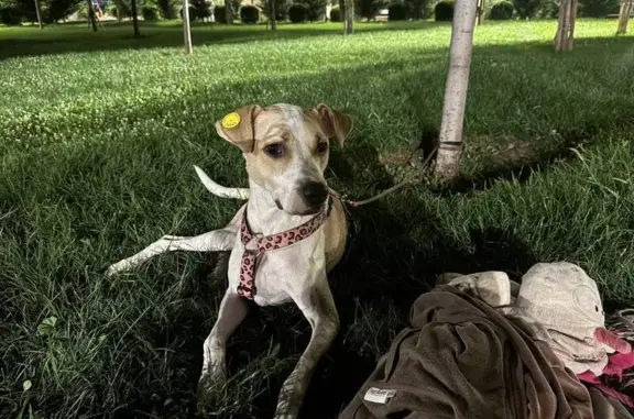 Пропала собака: Stone garden, Тбилиси