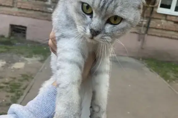 Найдена кошка, Энгельс, фото: Кошка найдена, Энгельс, ул. 25