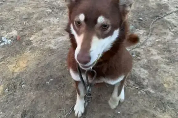 Пропала собака, Алёшня, Орловская обл.