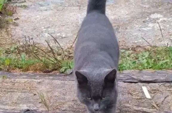 Найдена кошка, Ленинградская область, фото: Кошка найдена в СНТ 