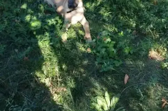 Найдена собака, Балаково, фото: Щенок найден на пр. Героев, Балаково