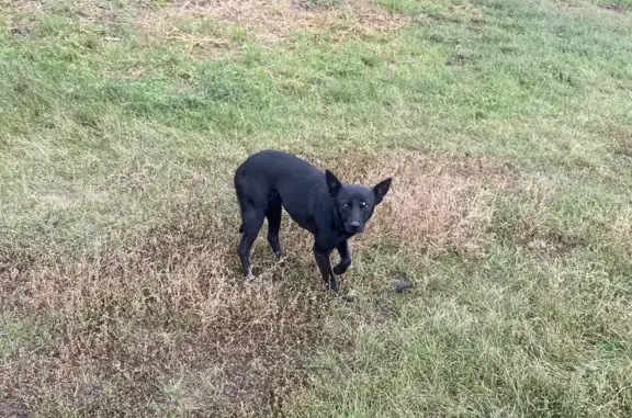 Найдена собака, Бузулук, фото: Собака найдена: Светлая ул., Бузулук