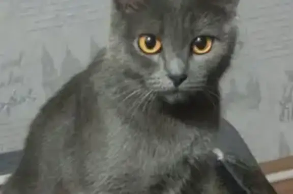 Кошки потеряшки, Ханты-Мансийск, фото: Потеряшка кошка, ул. Геологов 74, Х-Мансийск