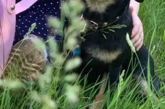 Собаки потеряшки, Ульяновск, фото: Потеряшка собака, пр. Созидателей, 86, Ульяновск