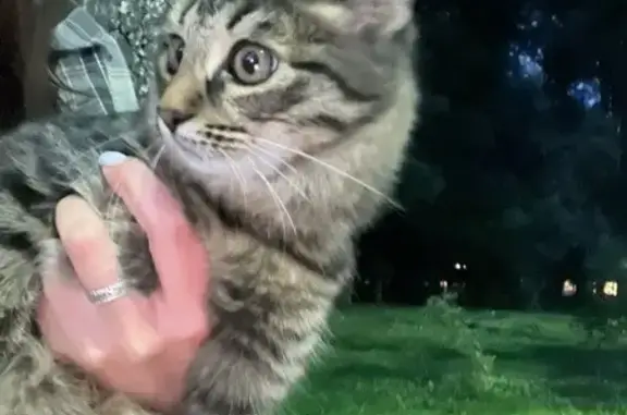 Кошка найдена в парке, ул. Первомайская, Тула