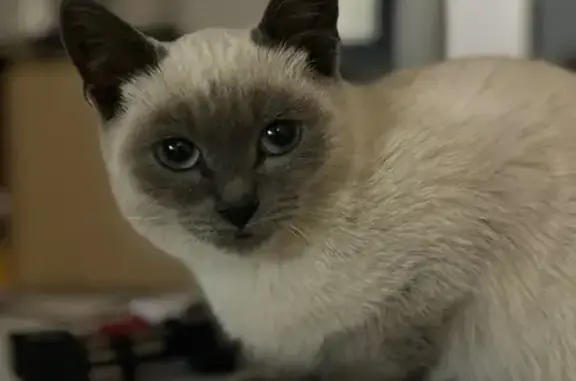 Найдена кошка, Большие Карачуры, фото: Найдена сиамская кошка, ул. ДРСУ, 2