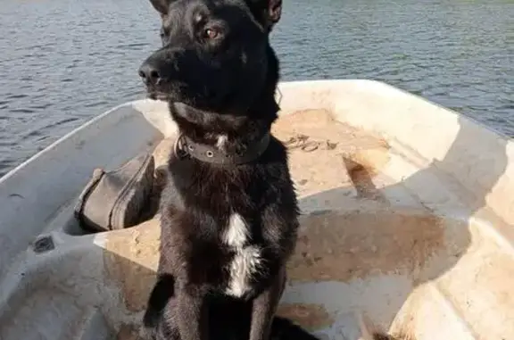 Пропала собака, Бережковское СП, Ленобласть