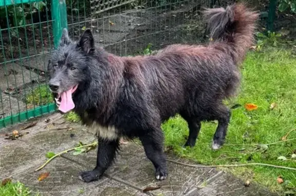 Собака на Куйбышева, Калининград