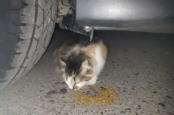 Найдена кошка, Барнаул, фото: Трёхцветная кошка найдена на Социалистическом, 119