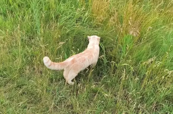 Кошки потеряшки, Набережные Челны, фото: Потеряшка кошка, Набережные Челны 56/21