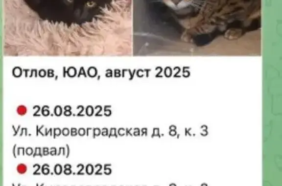 Кошка найдена на Кировоградской 8 к3