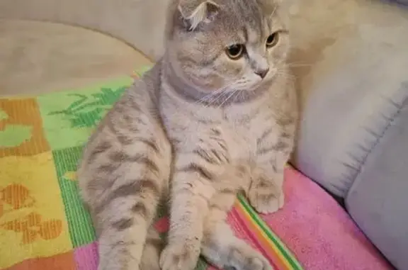 Пропала кошка, Логовая 20, Губкин