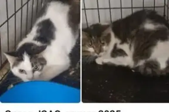 Кошка найдена: Сумская ул., 12 к2, Москва