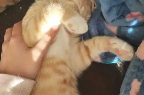 Кошки потеряшки, Пущино, фото: Потеряшка рыжая кошка у Пятёрочки, Д 21