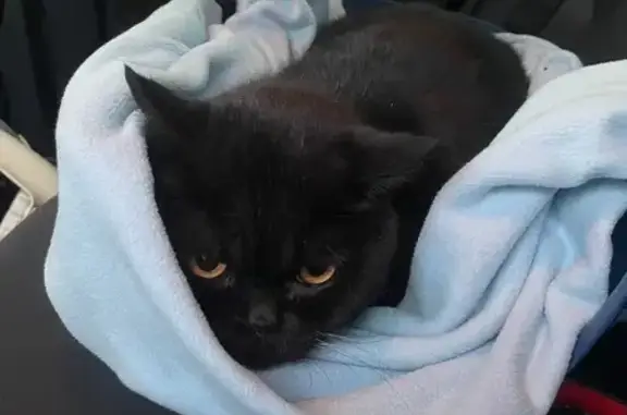 Кошка найдена в Верхнетемерницком, РО