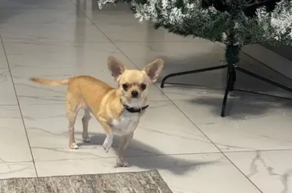 Пропала чихуахуа, Огородная, Орехово-Зуево