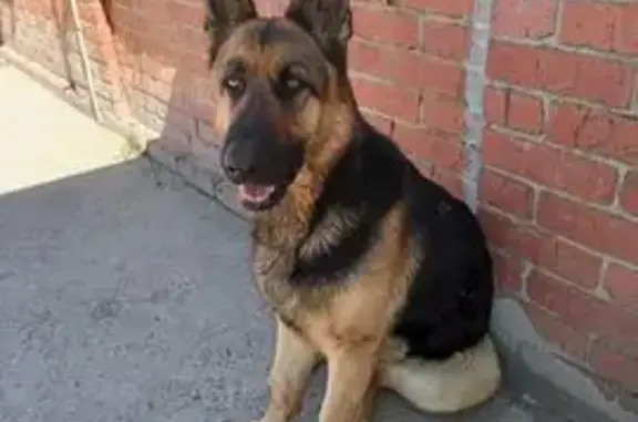 Пропали собаки, Широкая ул., 372