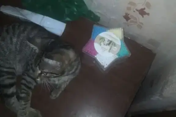 Кошки потеряшки, Ачинск, фото: Потеряшка полосатая кошка, 26, Ачинск