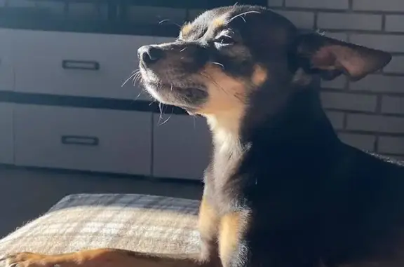 Пропала собака, Российская ул. 11, Мишкино