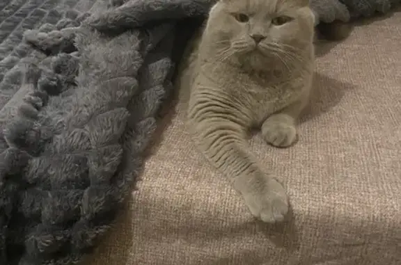 Кошки потеряшки, Москва, фото: Потеряшка кошка, Рязанский проспект, 91к1