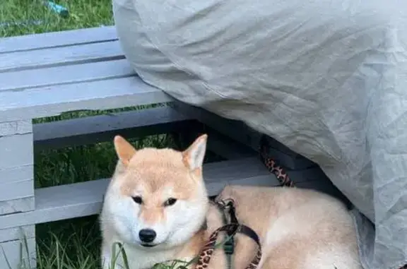 Собаки потеряшки, Московская область, фото: Потеряшка Сиба Ину, Партизанская тропа