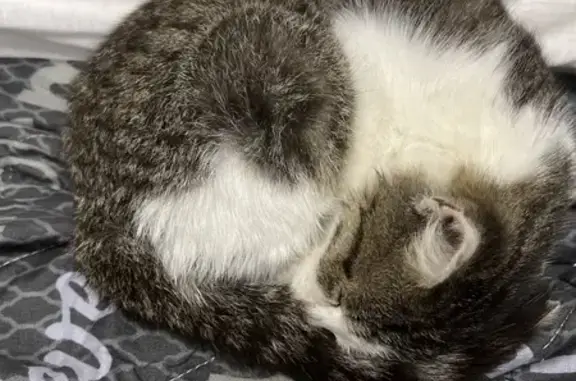 Найдена кошка, Ульяновск, фото: Кошка найдена: ул. П. Морозова, 77, Ульяновск