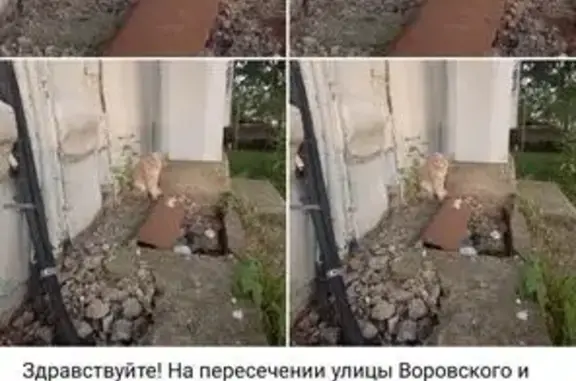 Кошка найдена: Казань, Татарстан