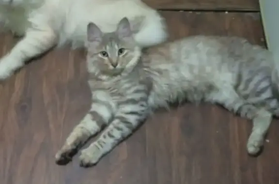 Пропала кошка, Саратовская обл., дача.