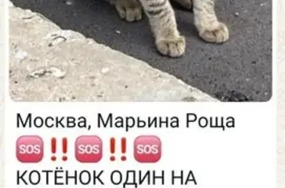 Кошка найдена: 3-й пр. Марьиной Рощи