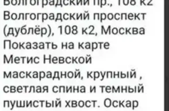 Пропала кошка, Волгоградский проспект, 108