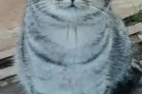 Кошки потеряшки, Набережные Челны, фото: Кошка пропала 3 мес., Вишнёвая ул., НЧ