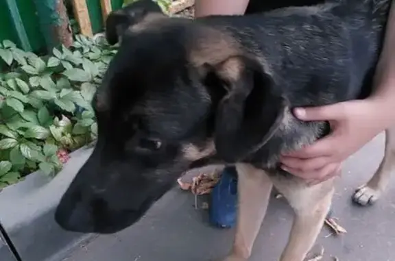 Найдена собака, Кировоградская ул., Москва