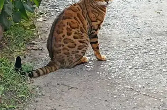 Кошки потеряшки, Ростов-на-Дону, фото: Потеряшка бенгальская кошка, Белорусская 130/38