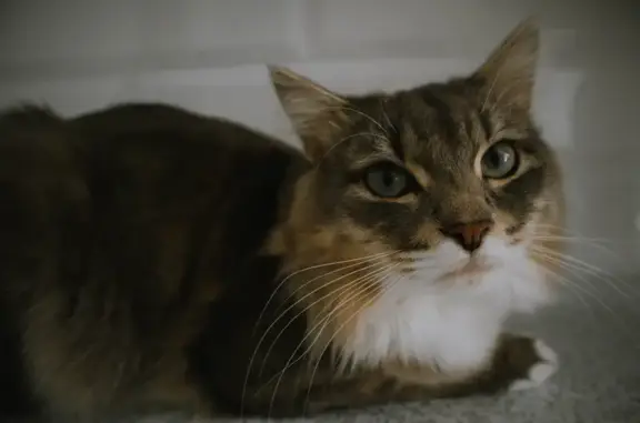 Кошки потеряшки, Медведево, фото: Потеряшка серая кошка, ул. Терешковой, 8