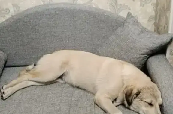 Собака найдена: Носовихинское ш., Реутов