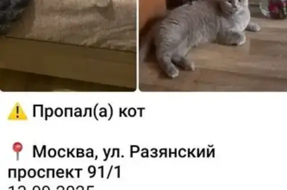 Найдена кошка, Рязанский пр., 91 к1, Москва