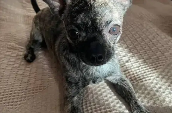 Пропала чихуахуа, Советская 7, Балабаново