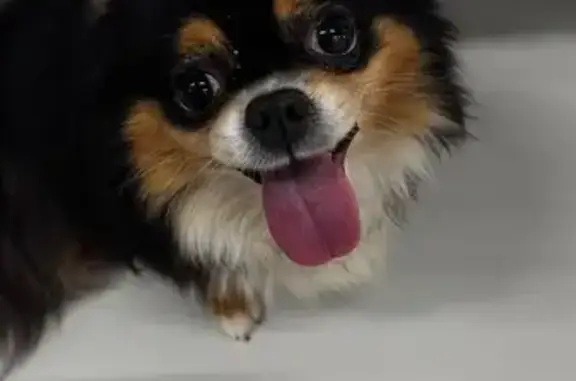 Найдена собака, , фото: Потеряна собака, ул. 65-летия Победы, Пенза