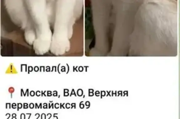 Пропала кошка: Верхняя Первомайская 69к1