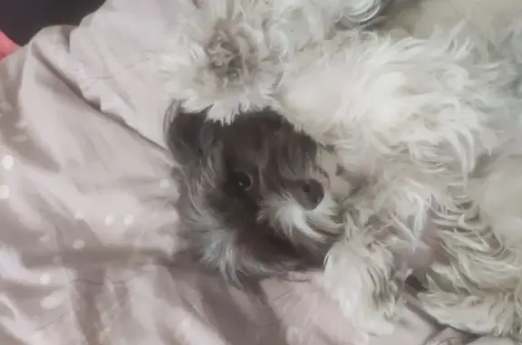 Собаки потеряшки, Магнитогорск, фото: Потеряшка собака, ул. Наумкина 219, Магнитогорск