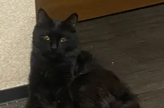 Кошки потеряшки, Волгодонск, фото: Потеряшка котик, ул. 30 лет Победы, 2