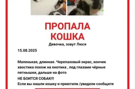Пропала кошка, Бирюлёвская ул., 13 к1
