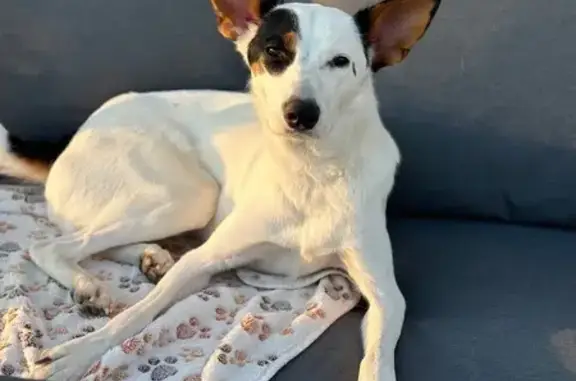 Найдена собака, Липецкая область, фото: Собака найдена в Липецкой области