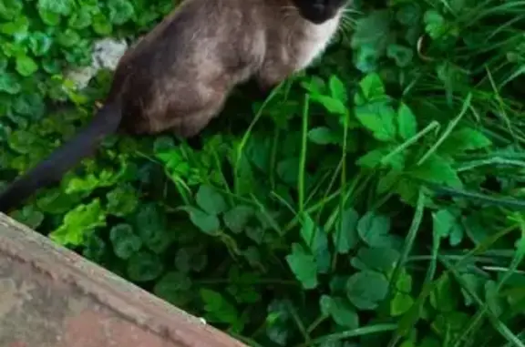 Сиамская кошка найдена в Рязани