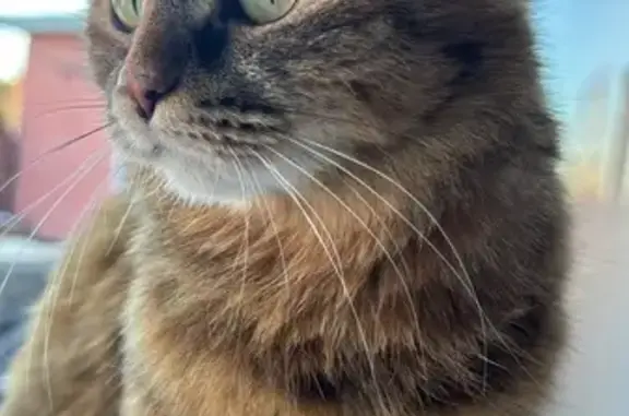 Пропала кошка, пр. Космонавтов 116, Екб