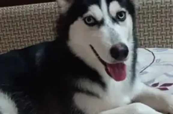 Пропала собака, Чебоксары, Тракторостроителей 52