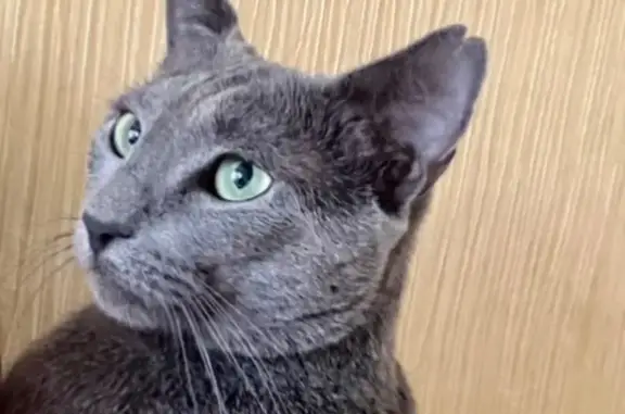 Кошки потеряшки, , фото: Потеряшка серый кот, Крупино, Школьная ул.