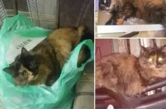 Кошки потеряшки, Сасово, фото: Потеряшка кошка, 41, Сасово