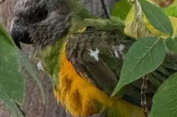 Объявления о пропавших и найденных животных, Москва, фото: Попугай в парке Боровика, ул. Братиславская