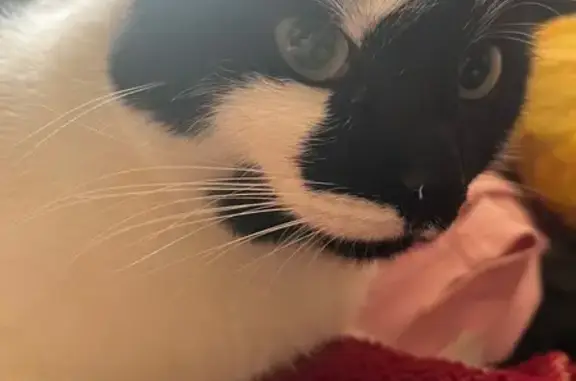 Найдена кошка, Гражданская ул. 12, Псков